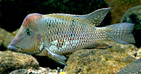 GEOPHAGUS STEINDACHNERI